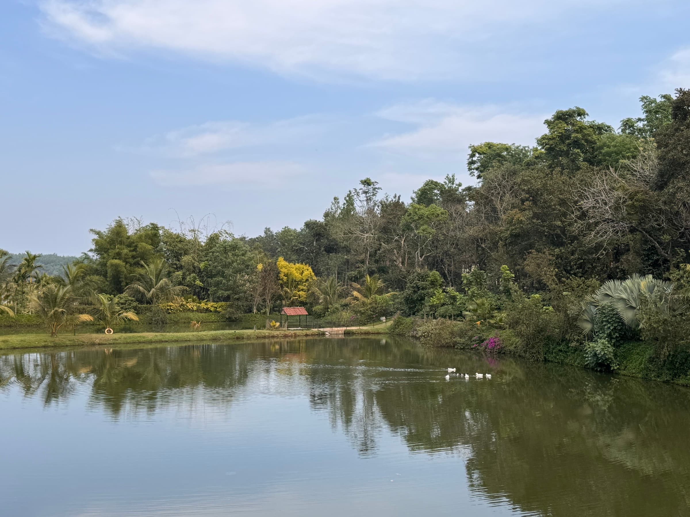 A calm lake with ducks at a Sakleshpur coffee estate